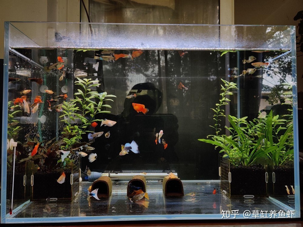 哪些食物適合龍魚恢復期食用？（龍魚恢復期喂食計劃表） 哪些食物適合龍魚恢復期食用？（龍魚恢復期喂食計劃表） 龍魚百科 第1張