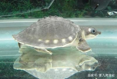 豬鼻龜對水質要求：豬鼻龜對水質要求高不高