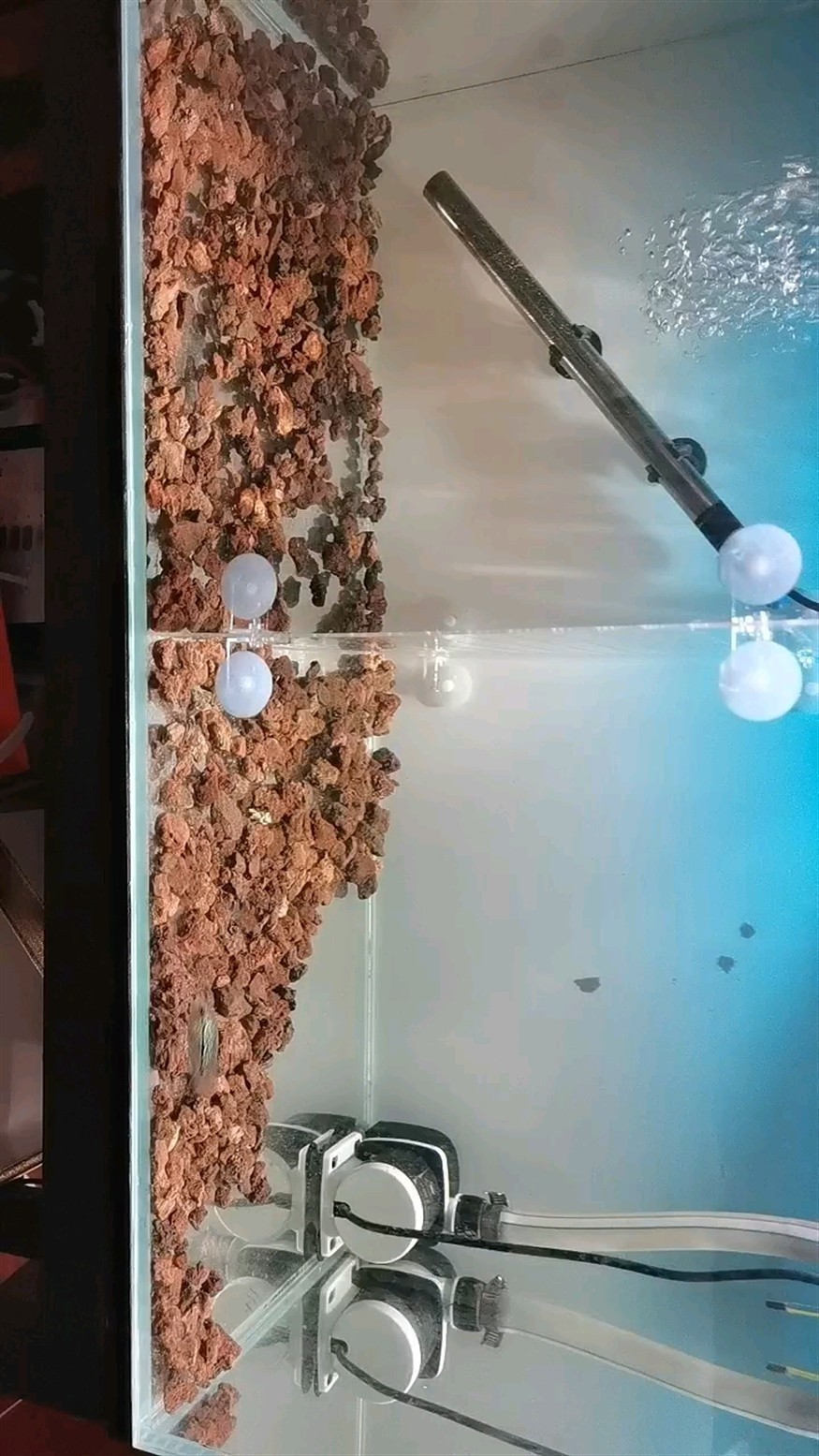 這倆苗子買的時候說是火鳳系列的，不知道是不是真的，期待起頭，這么大吃熱帶魚飼料可以吧