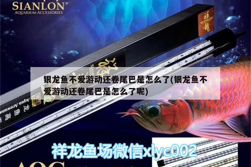 銀龍魚不愛游動還卷尾巴是怎么了(銀龍魚不愛游動還卷尾巴是怎么了呢)
