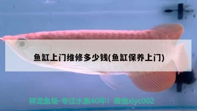 豬鼻龜混養問題 豬鼻龜混養問題 豬鼻龜百科 第3張