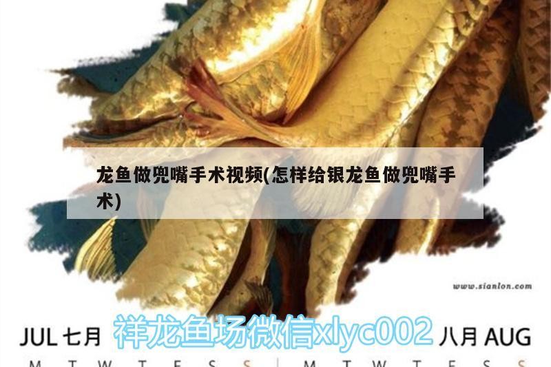 龍魚做兜嘴手術(shù)視頻(怎樣給銀龍魚做兜嘴手術(shù))