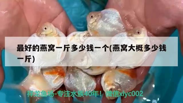 我的長(zhǎng)明虎被打得遍體鱗傷也不明了