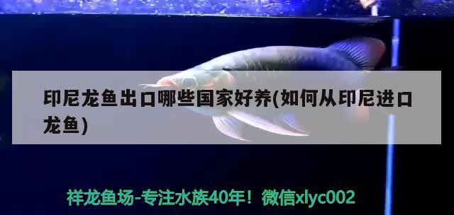 我的長(zhǎng)明虎被打得遍體鱗傷也不明了