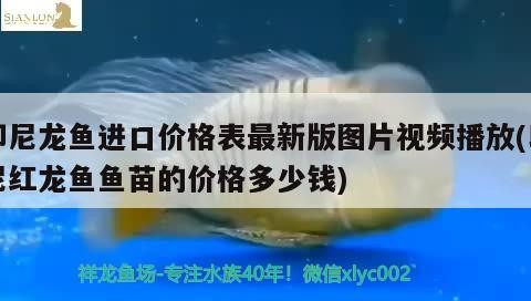 紅龍魚用黃燈烤有用嗎 印尼龍魚進(jìn)口價(jià)格表最新版圖片視頻播放(印尼紅龍魚魚苗的價(jià)格多少錢) 紅龍魚百科 印尼龍魚進(jìn)口價(jià)格表最新版圖片視頻播放(印尼紅龍魚魚苗的價(jià)格多少錢) 印尼龍魚進(jìn)口價(jià)格表最新版圖片視頻播放(印尼紅龍魚魚苗的價(jià)格多少錢) 紅龍魚百科