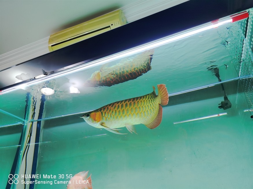 有發色的潛力嗎 龍魚論壇 第1張 有發色的潛力嗎 有發色的潛力嗎 龍魚論壇 第1張
