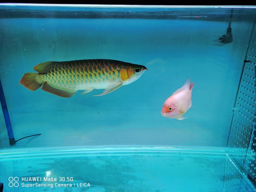 有發色的潛力嗎 龍魚論壇 第6張 有發色的潛力嗎 有發色的潛力嗎 龍魚論壇 第6張