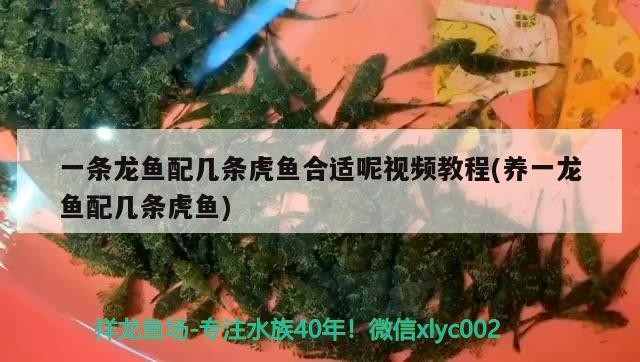 一條龍魚配幾條虎魚合適呢視頻教程(養(yǎng)一龍魚配幾條虎魚) 一條龍魚配幾條虎魚合適呢視頻教程(養(yǎng)一龍魚配幾條虎魚) 虎魚百科