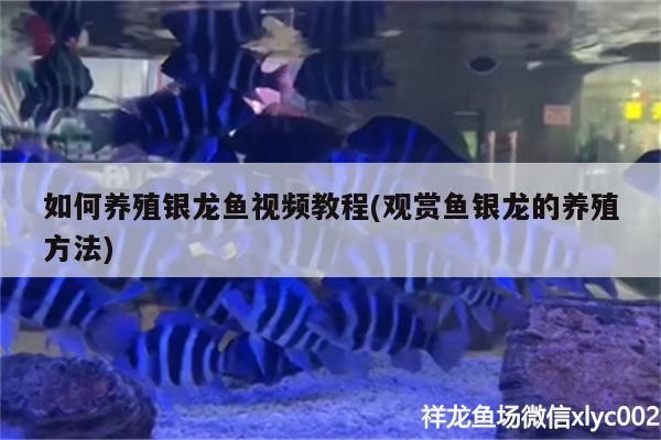 如何養(yǎng)殖銀龍魚視頻教程(觀賞魚銀龍的養(yǎng)殖方法)