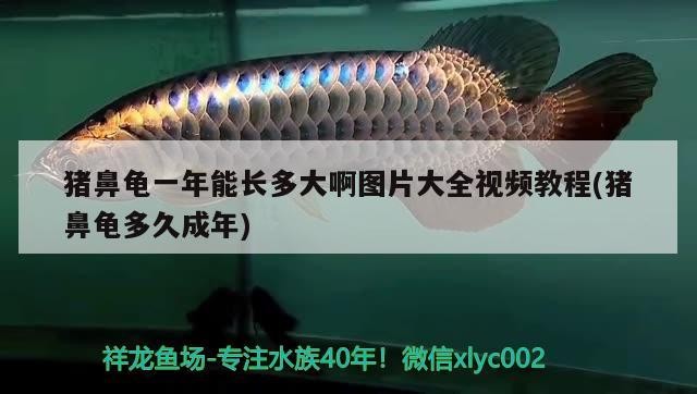 豬鼻龜一年能長多大啊圖片大全視頻教程(豬鼻龜多久成年) 豬鼻龜一年能長多大啊圖片大全視頻教程(豬鼻龜多久成年) 豬鼻龜百科