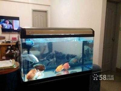 別人送的魚缸能要嗎？：別人送的魚缸是否能取決于個(gè)人的觀念和需求以及個(gè)人喜好等