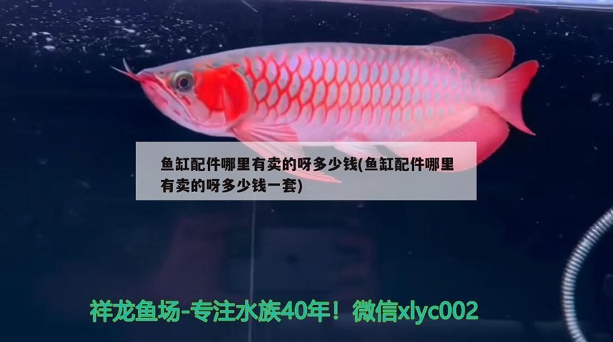 腐甲的豬鼻龜