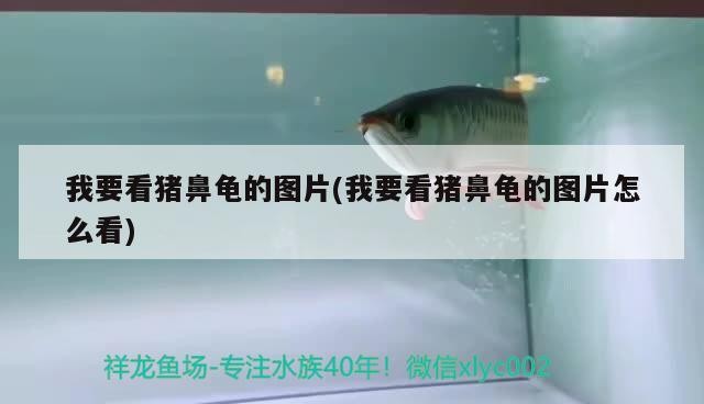 我要看豬鼻龜的圖片(我要看豬鼻龜的圖片怎么看)