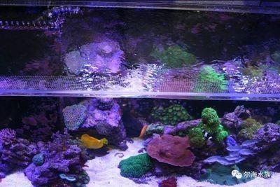 多高的魚缸需要拉筋：關于魚缸高度與拉筋需求的問題