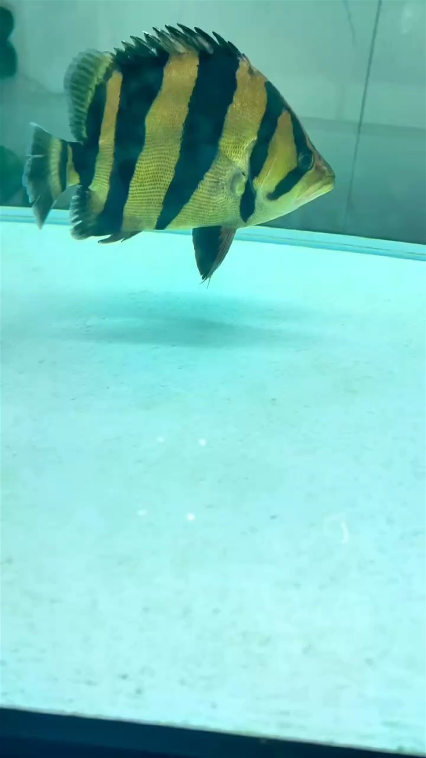 極品泰虎 極品泰虎 龍魚論壇