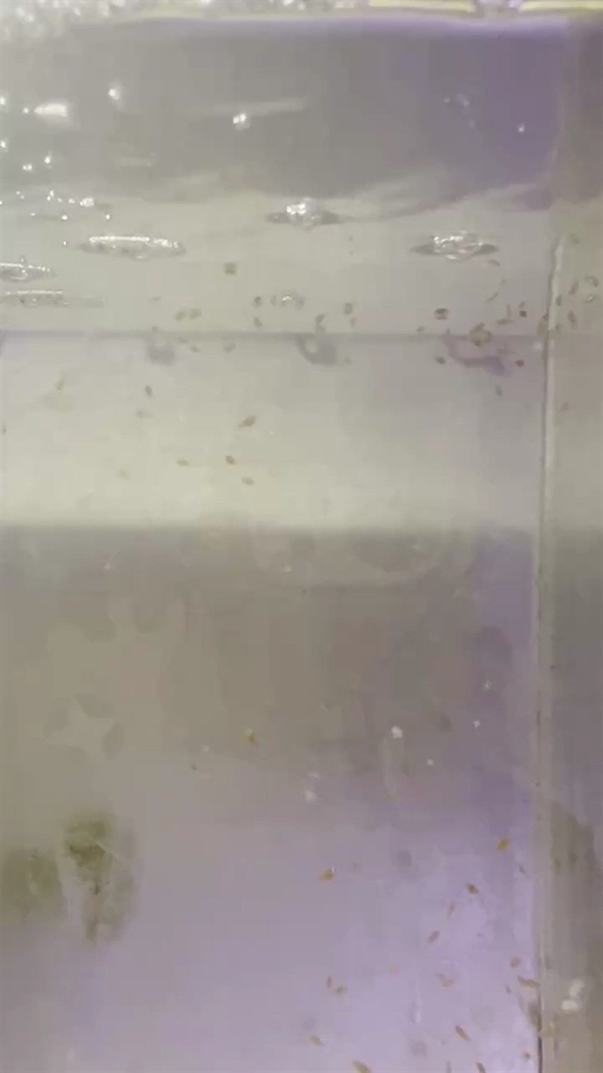 小丑魚魚苗