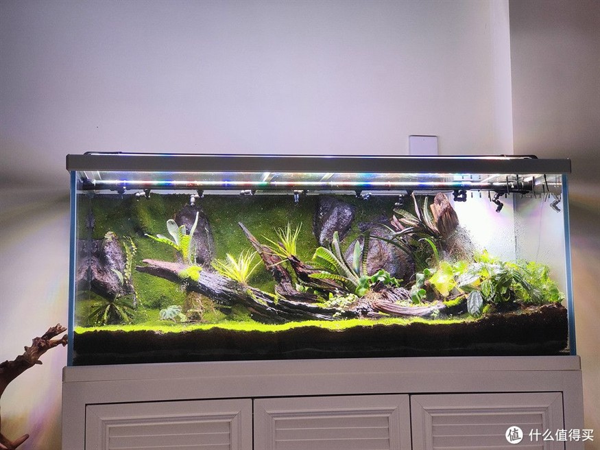 搭建魚缸生態鏈方案：如何搭建魚缸生態鏈