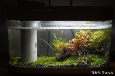 搭建魚缸生態鏈方案：如何搭建魚缸生態鏈