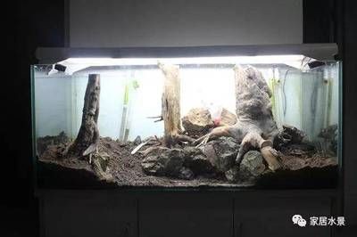 搭建魚缸生態鏈方案：如何搭建魚缸生態鏈