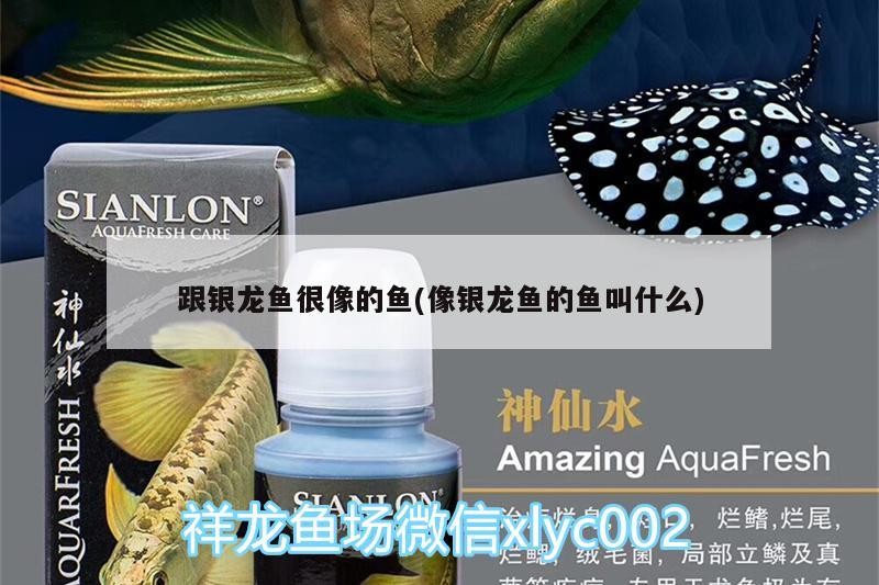 跟銀龍魚(yú)很像的魚(yú)(像銀龍魚(yú)的魚(yú)叫什么)