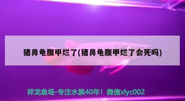 豬鼻龜腹甲爛了(豬鼻龜腹甲爛了會死嗎)