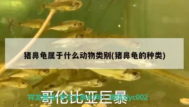 豬鼻龜屬于什么動物類別(豬鼻龜的種類)
