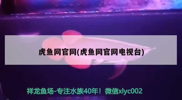 詳細(xì)閱讀:虎魚網(wǎng)官網(wǎng)(虎魚網(wǎng)官網(wǎng)電視臺(tái)) 虎魚網(wǎng)官網(wǎng)(虎魚網(wǎng)官網(wǎng)電視臺(tái))