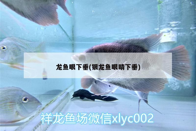 魚缸造景先放沙還是先放水(魚缸造景先鋪沙還是先放石頭) 龍魚眼下垂(銀龍魚眼睛下垂) 銀龍魚百科 龍魚眼下垂(銀龍魚眼睛下垂) 龍魚眼下垂(銀龍魚眼睛下垂) 銀龍魚百科