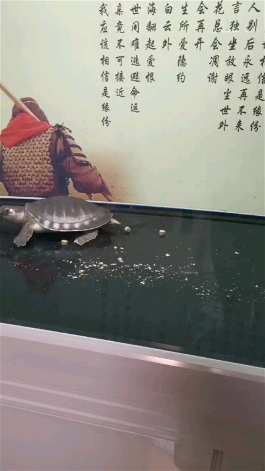 豬鼻龜坐標湖北