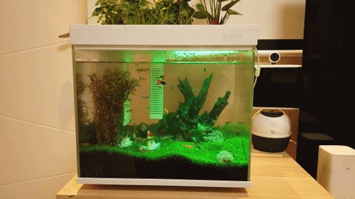 大魚缸怎么喂食：大魚缸喂食技巧 大魚缸怎么喂食：大魚缸喂食技巧 魚缸百科 第2張