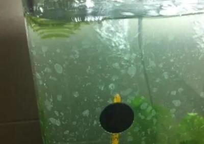 不用了的魚缸怎么處理干凈水垢：如何處理魚缸水垢