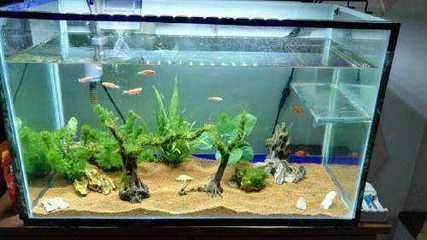 不用了的魚缸怎么處理干凈水垢：如何處理魚缸水垢