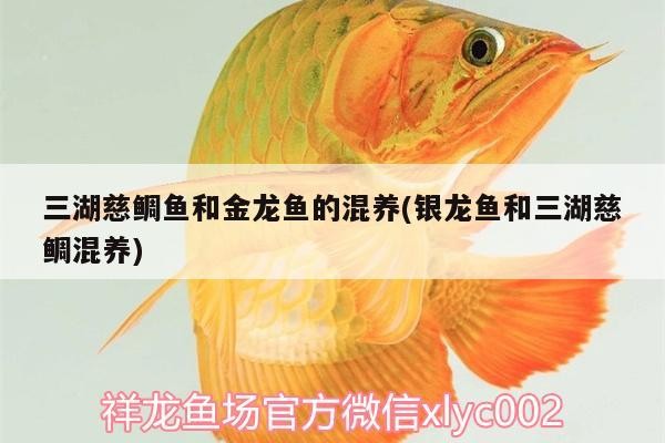 三湖慈鯛魚和金龍魚的混養(銀龍魚和三湖慈鯛混養)