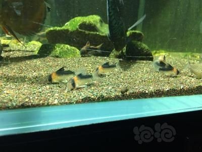 沉木魚缸養什么熱帶魚好看：如何選擇適合沉木的熱帶魚