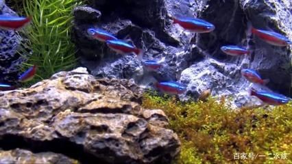沉木魚缸養什么熱帶魚好看：如何選擇適合沉木的熱帶魚