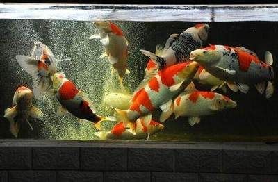 大魚缸養錦鯉魚缸造景好嗎：大魚缸養錦鯉的注意事項