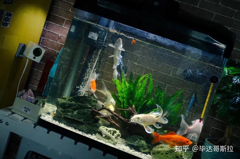 大魚缸養錦鯉魚缸造景好嗎：大魚缸養錦鯉的注意事項