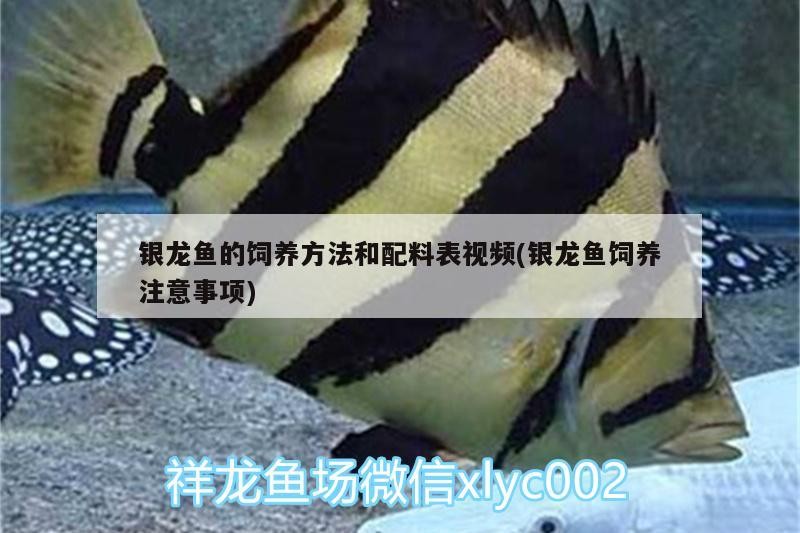 銀龍魚的飼養方法和配料表視頻(銀龍魚飼養注意事項)