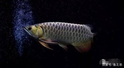 龍魚緊迫拒食怎么辦 龍魚緊迫拒食怎么辦 龍魚百科 第3張
