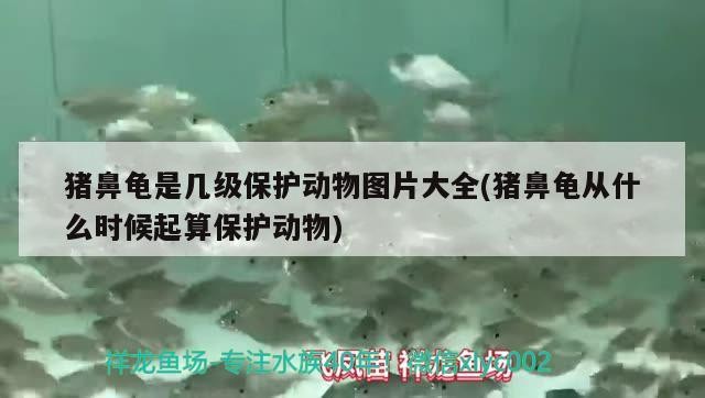 豬鼻龜是幾級保護動物圖片大全(豬鼻龜從什么時候起算保護動物)