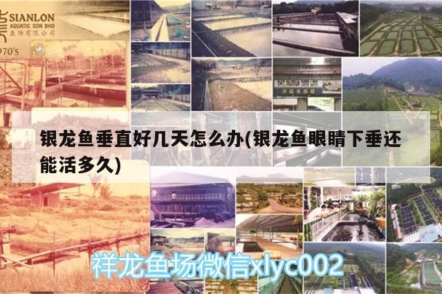 銀龍魚垂直好幾天怎么辦(銀龍魚眼睛下垂還能活多久) 銀龍魚垂直好幾天怎么辦(銀龍魚眼睛下垂還能活多久) 銀龍魚百科