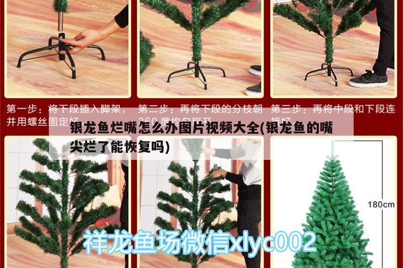 銀龍魚爛嘴怎么辦圖片視頻大全(銀龍魚的嘴尖爛了能恢復嗎)