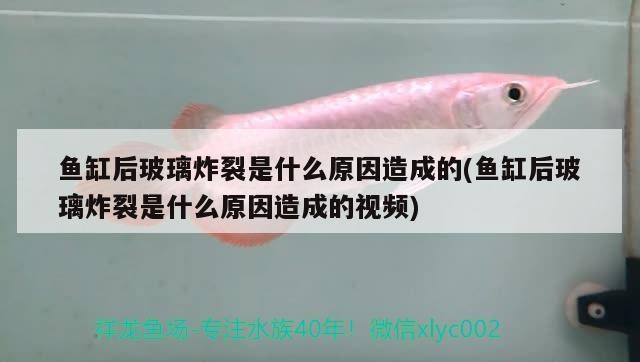 魚缸后玻璃炸裂是什么原因造成的(魚缸后玻璃炸裂是什么原因造成的視頻)