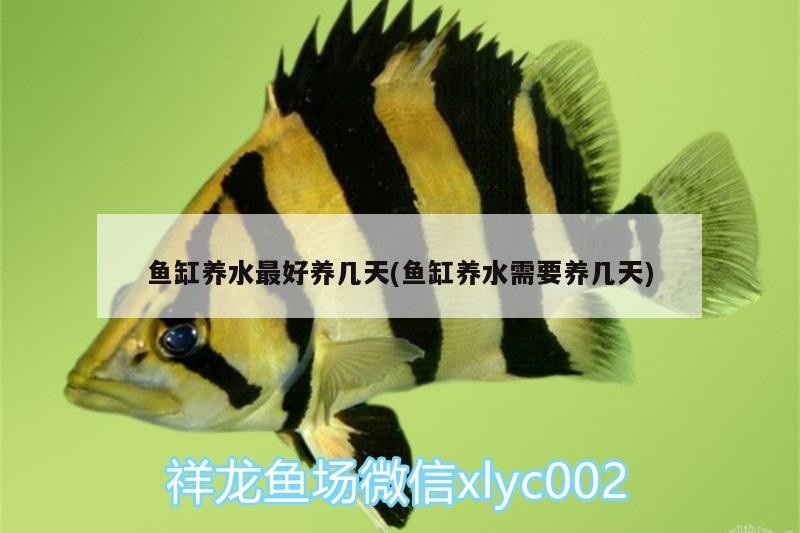 銀龍魚的飼養方法和配料表圖片(銀龍魚飼養注意事項)