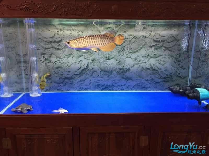 帝王龍魚會所助你圓夢 我的金龍和巴西亞豬鼻龜