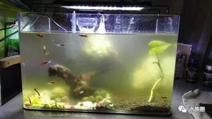 冬天做魚缸多少天才能用加熱棒：冬天使用加熱棒的具體時(shí)間 冬天做魚缸多少天才能用加熱棒：冬天使用加熱棒的具體時(shí)間 魚缸百科 第3張