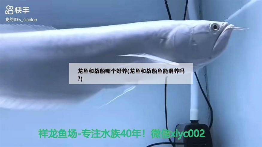 龍魚(yú)和戰(zhàn)船哪個(gè)好養(yǎng)(龍魚(yú)和戰(zhàn)船魚(yú)能混養(yǎng)嗎?)