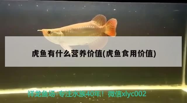 虎魚(yú)有什么營(yíng)養(yǎng)價(jià)值(虎魚(yú)食用價(jià)值)