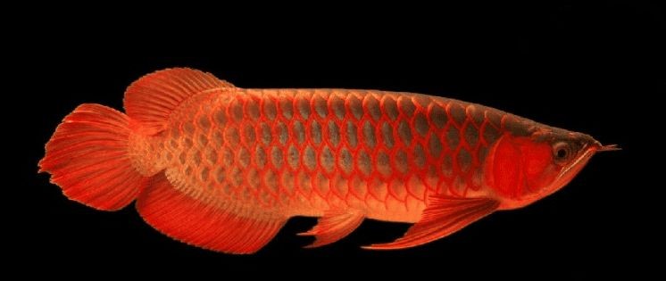 紅龍魚是什么魚種類的：紅龍魚與其他龍魚的區別紅龍魚與其他龍魚的區別