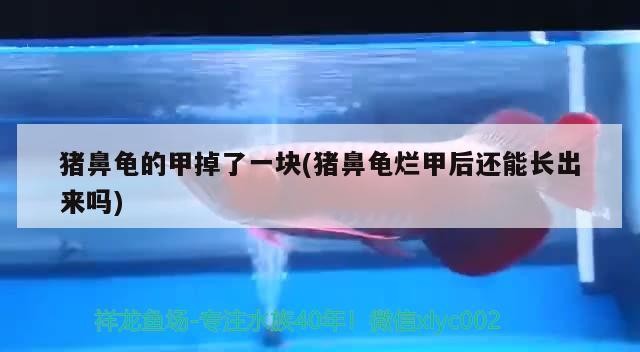 豬鼻龜的甲掉了一塊(豬鼻龜爛甲后還能長出來嗎)